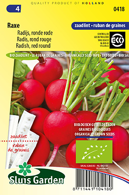 Radish, rond rouge Raxe  RUBAN