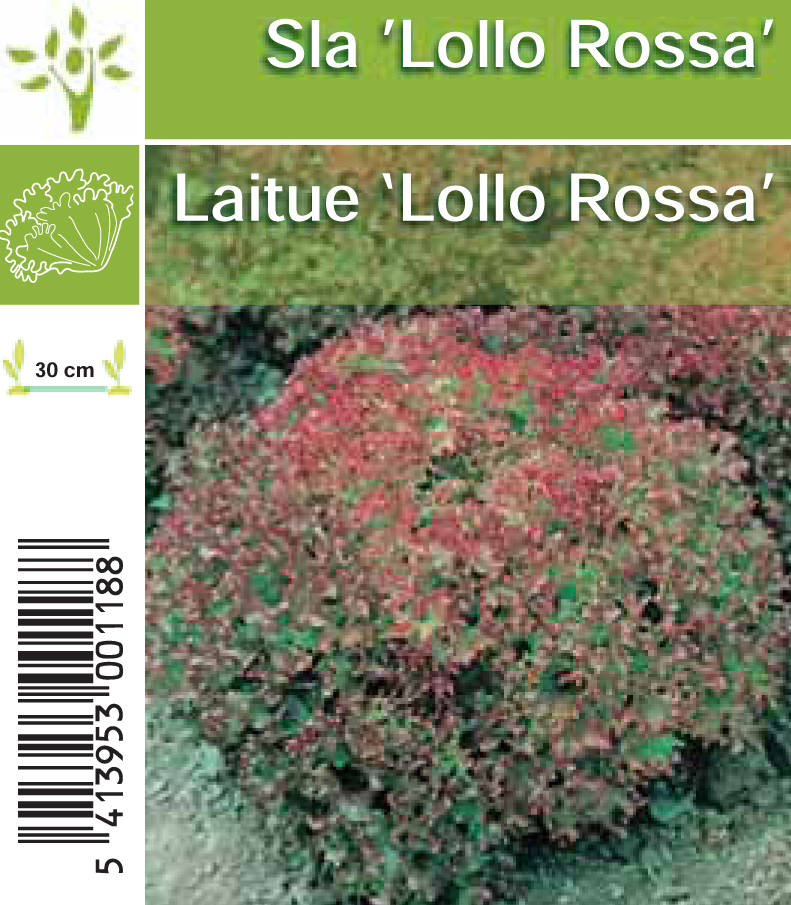 Sla Lollo Rossa (per tray 8*6)