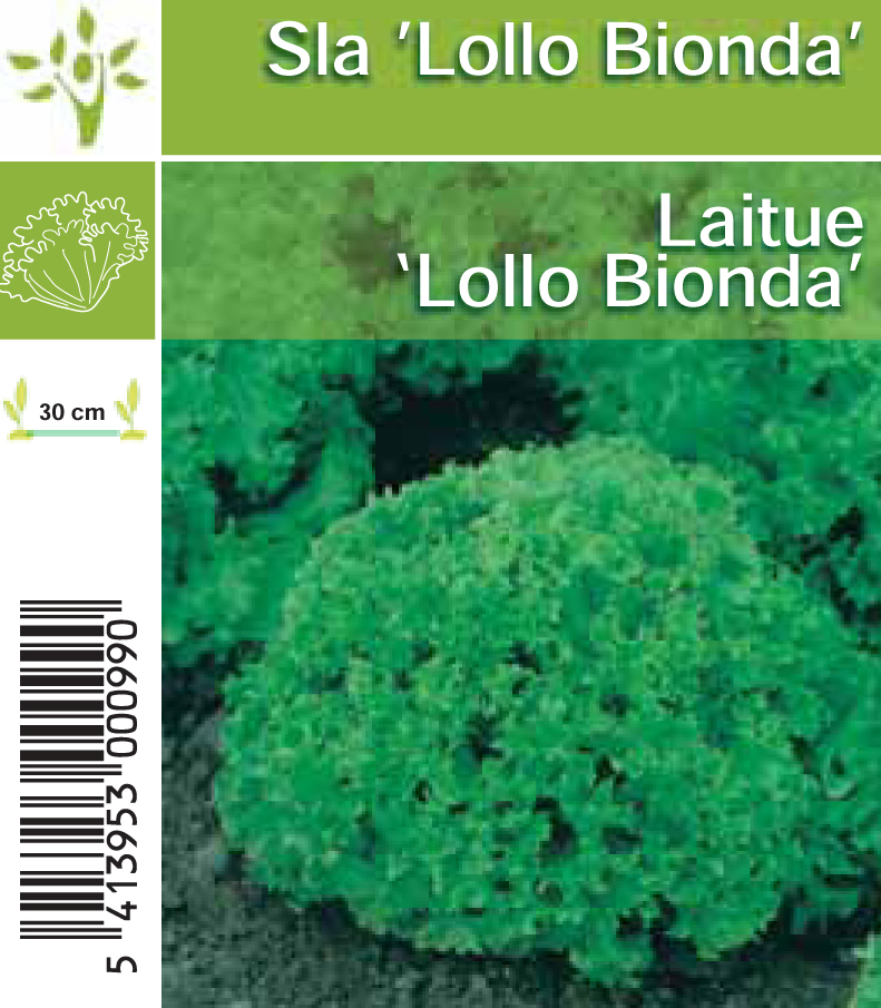 Laitue Lollo Bionda (tray 8*6)