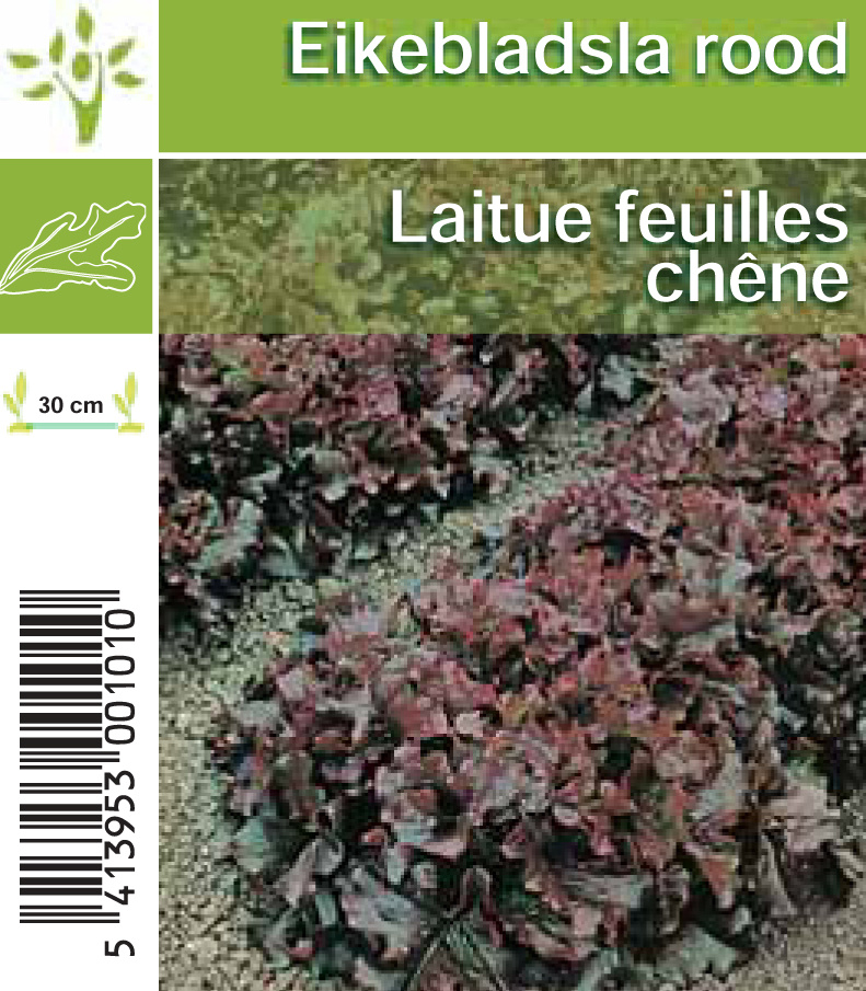 Laitue feuilles chene (tray 8*6)