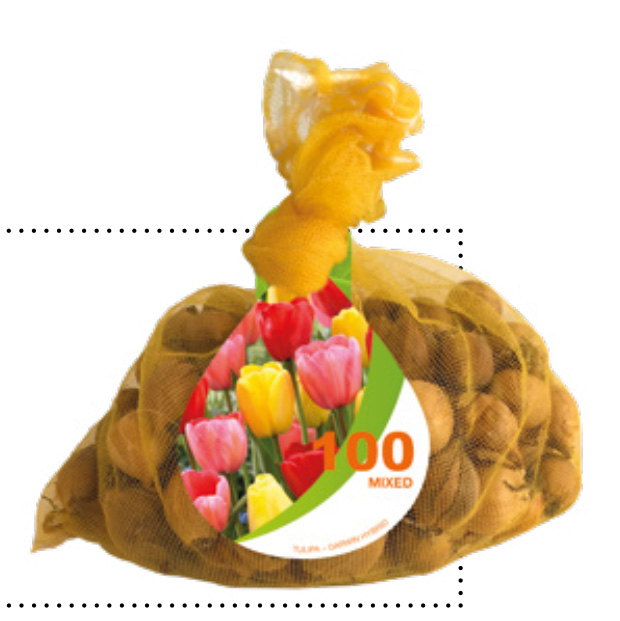 8 NETLON 100 TULIPES DARWIN MIX