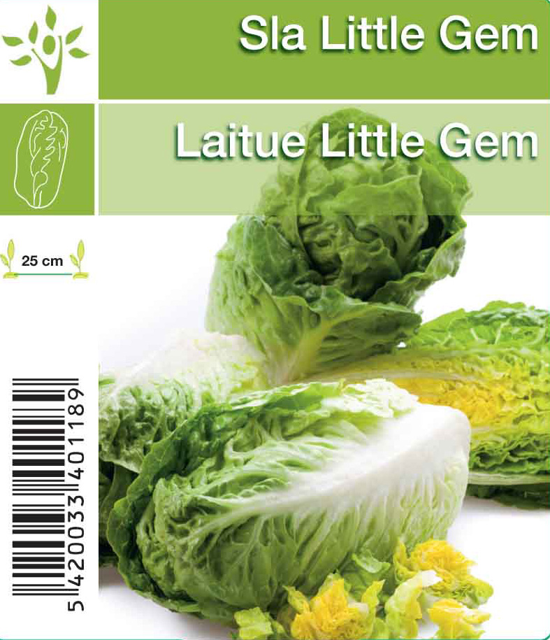 Little Gem Mini romeinse sla per tray (8x6)