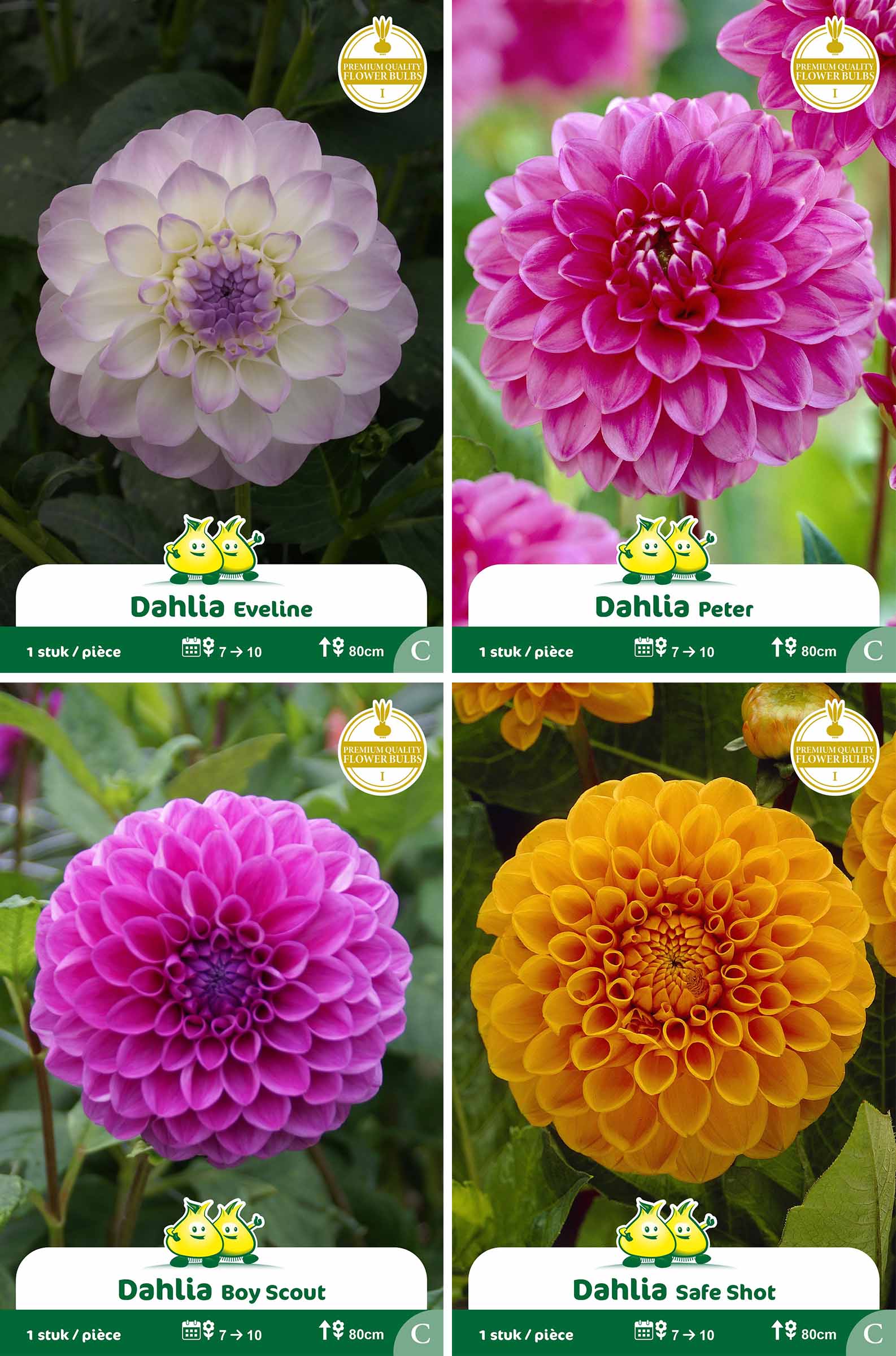 assortiment zakjes Dahlia