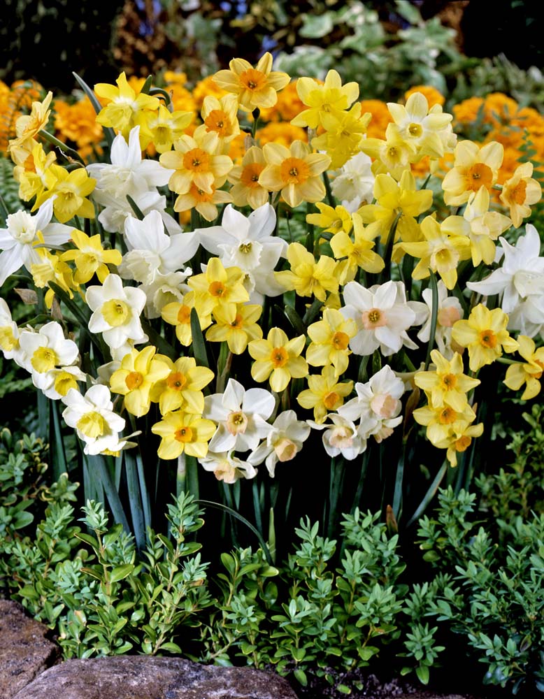 Narcis Tazetta mix (per veelvouden van 100 stuks) 