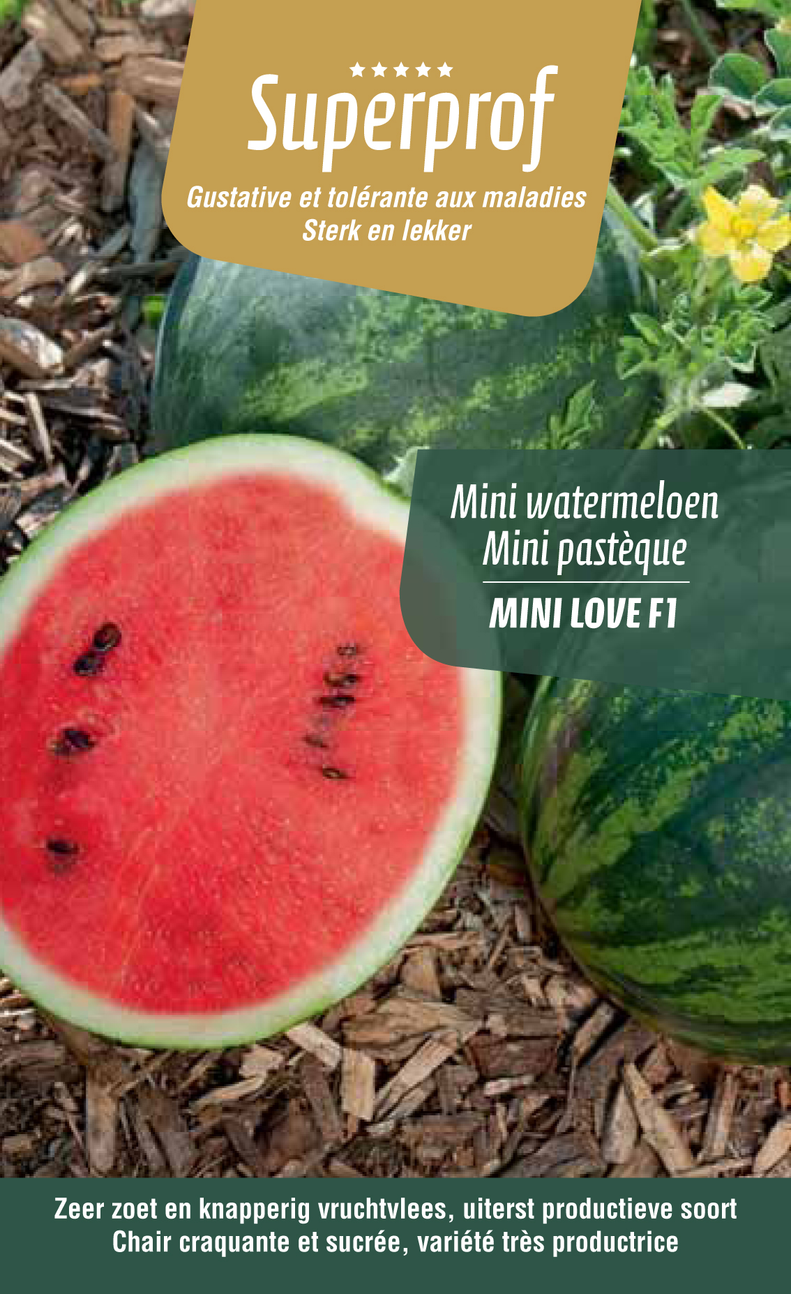 mini pasteque (tray 8 pot)