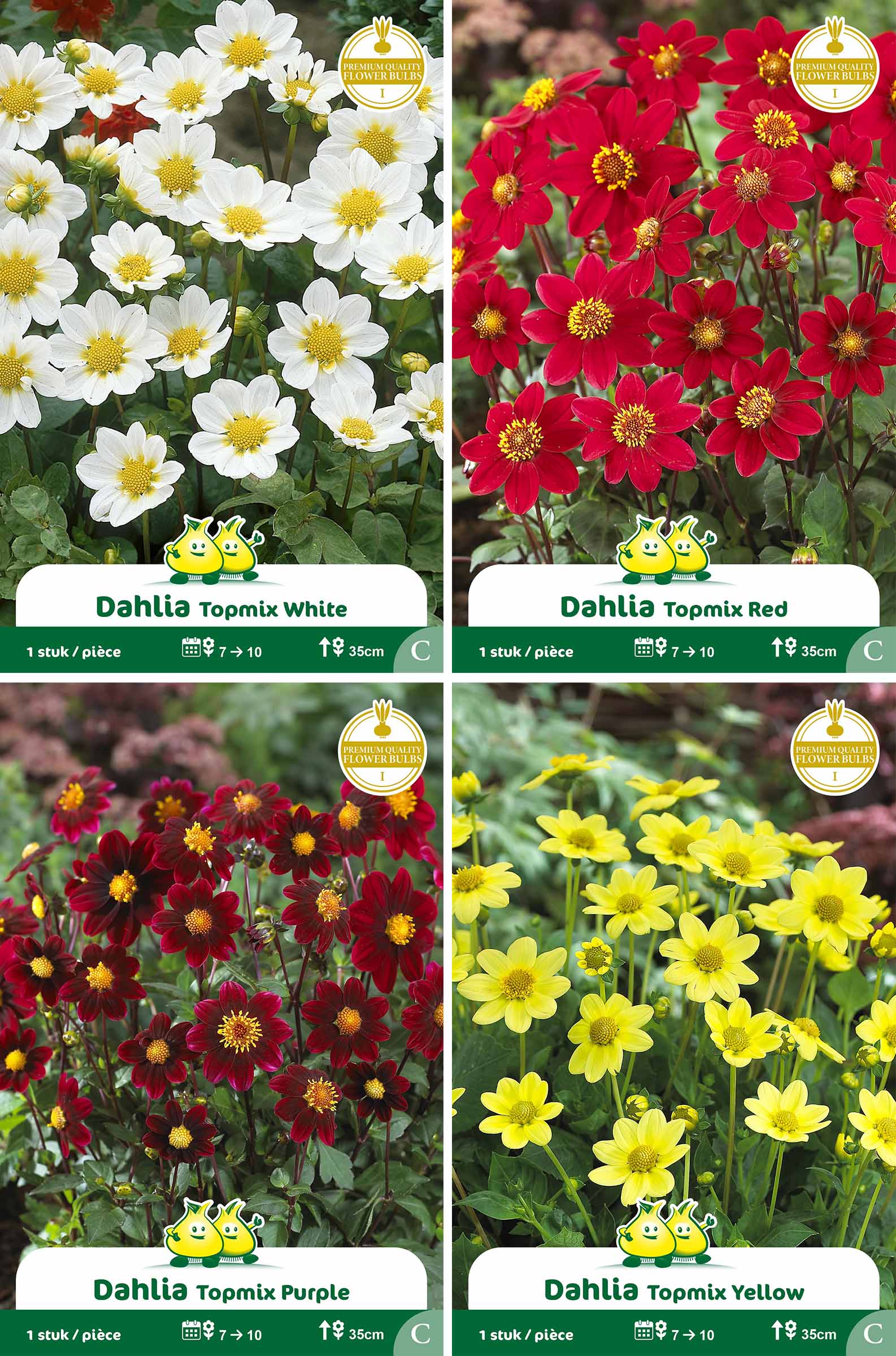 assortiment zakjes Dahlia