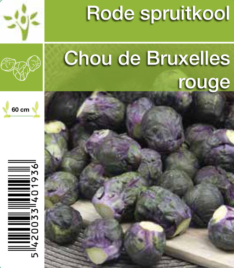 Chou De Bruxelles Rouge