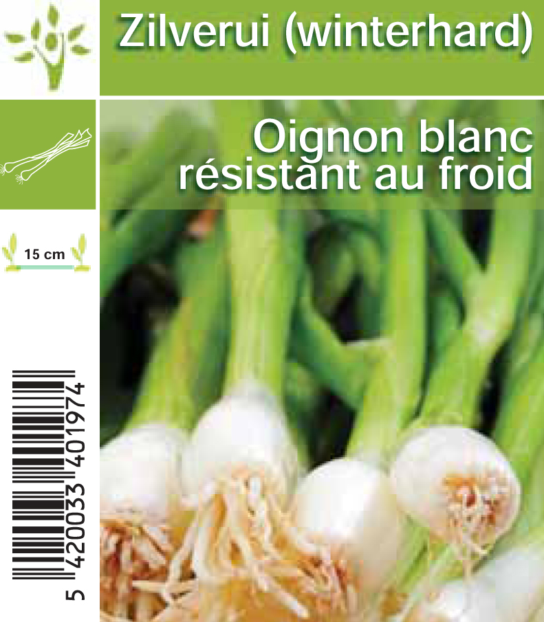 Oignon blanc d' hiver (tray 8*6)