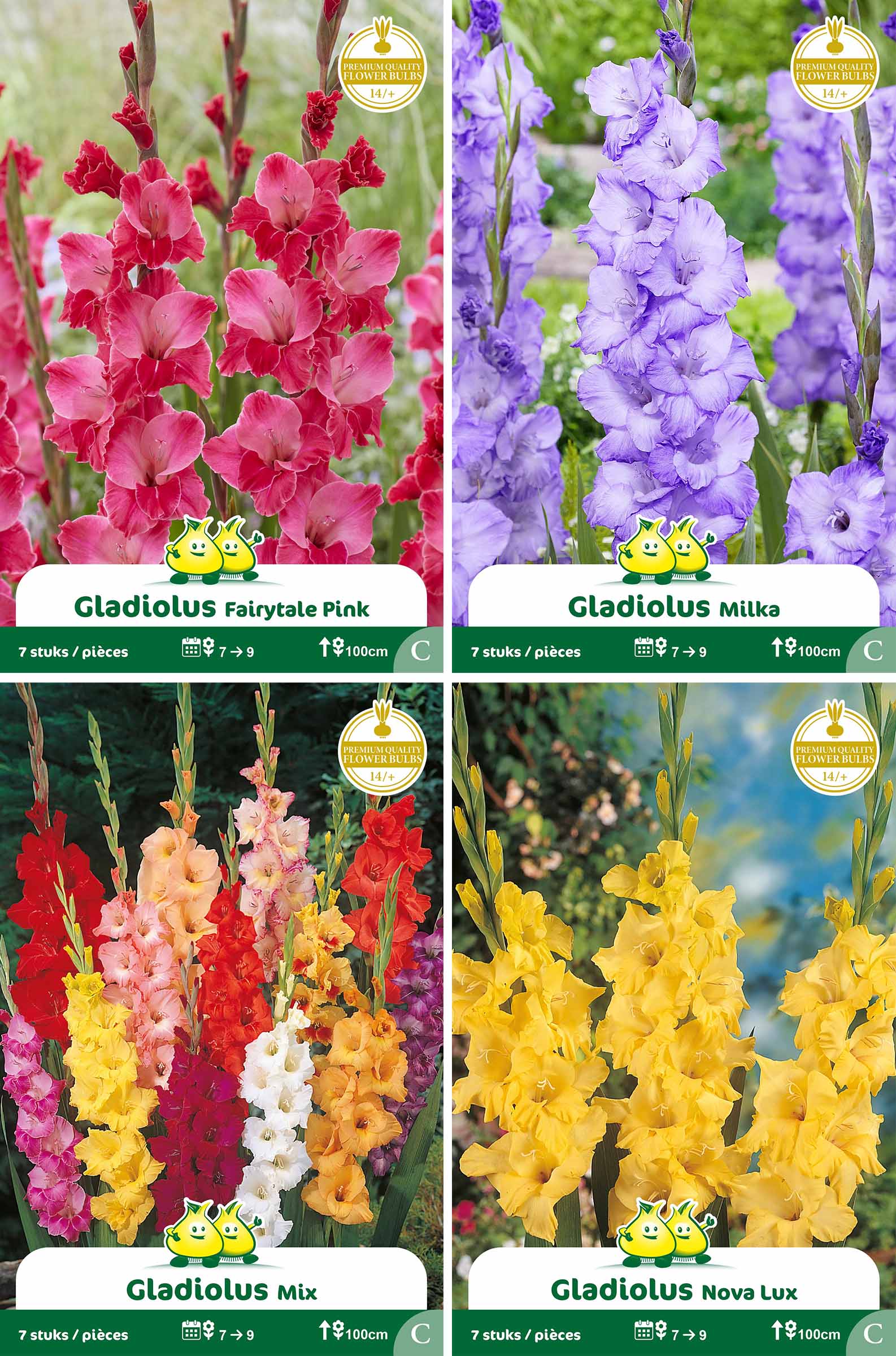 assortiment zakjes Gladiool