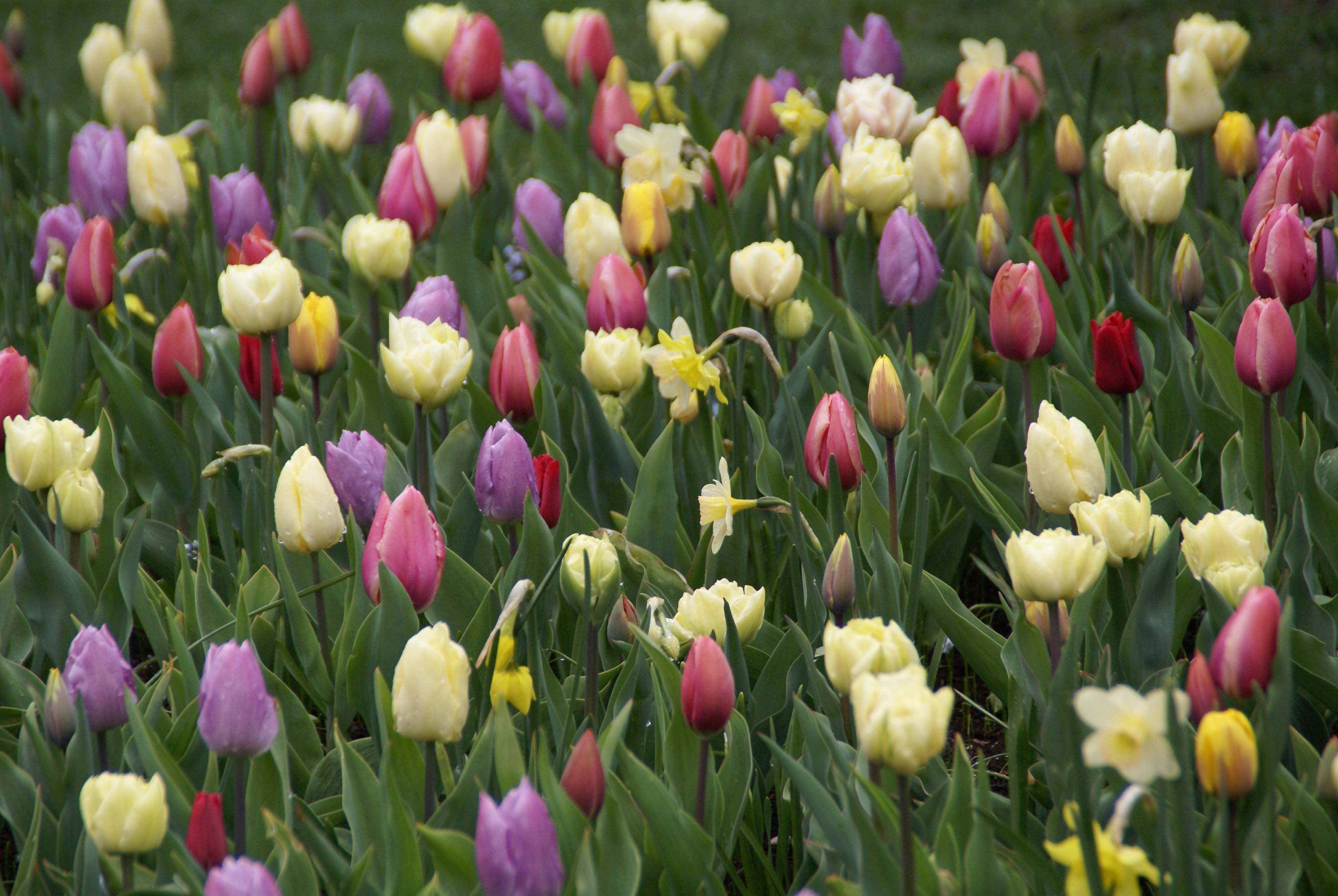 Monet (per veelvouden van 100 stuks)