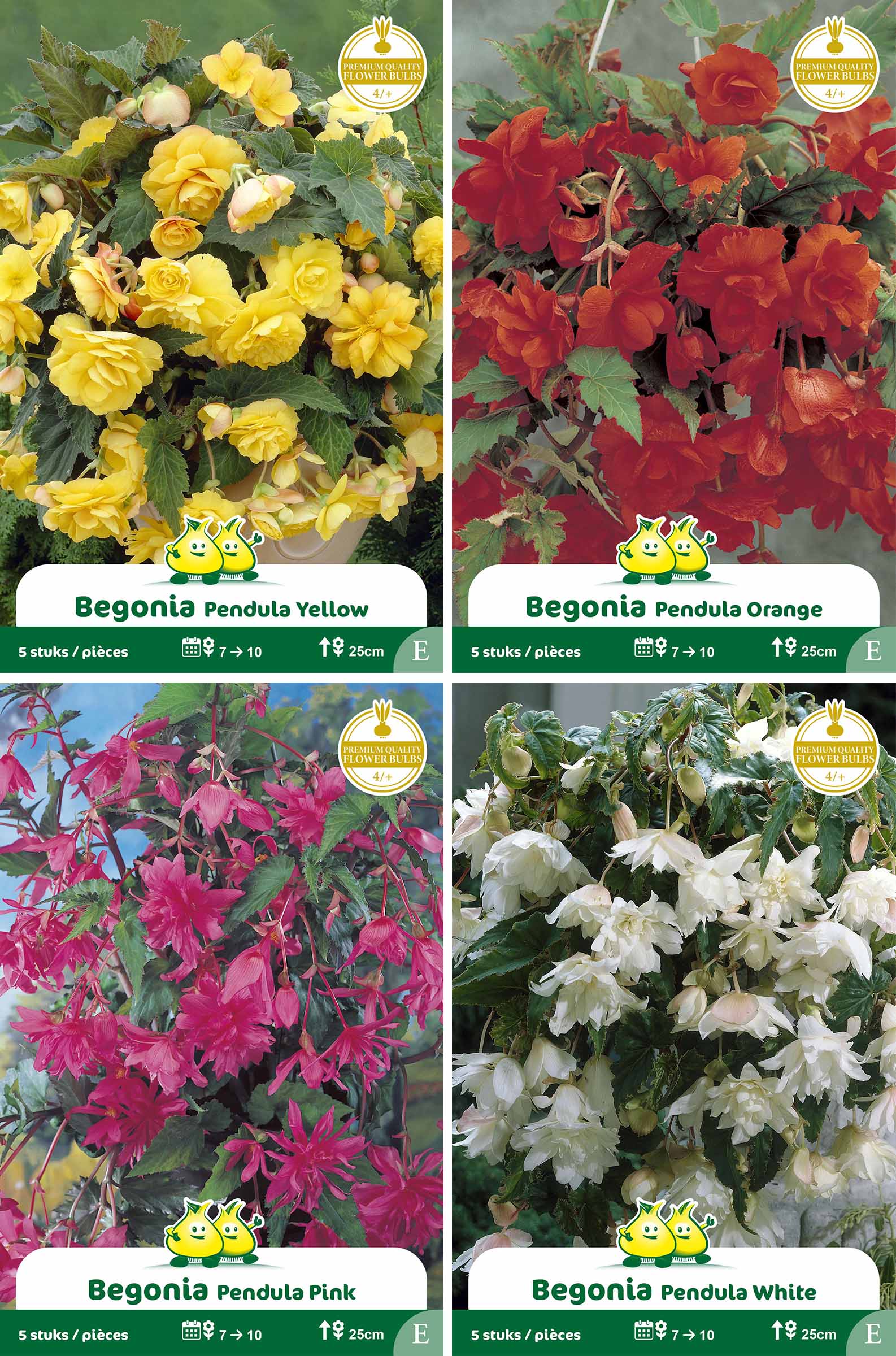 assortiment zakjes Begonia