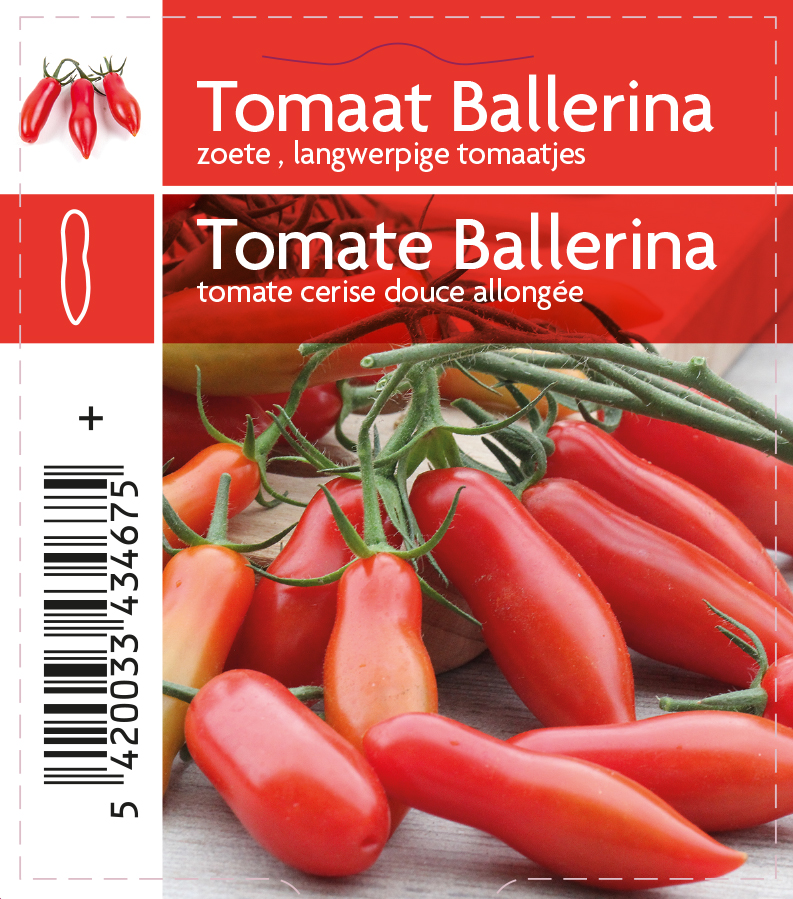 Tomaat ballerina (tray 12 pot)