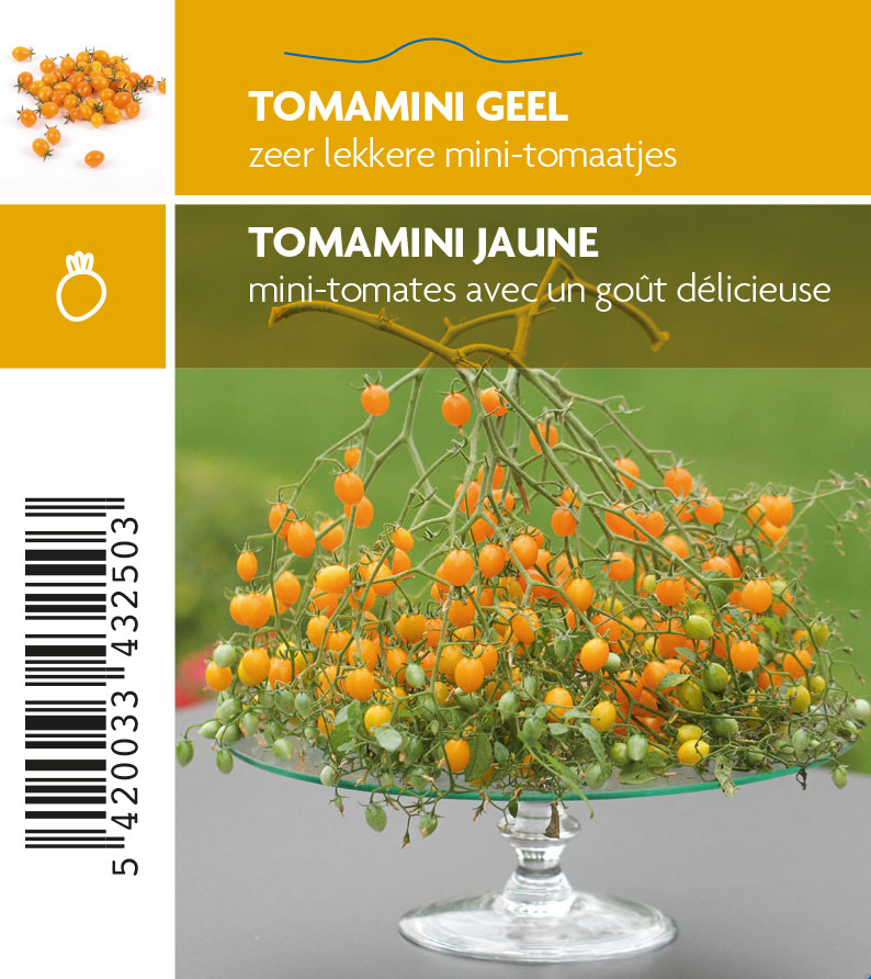 Tomamini jaune (tray 12 pot)