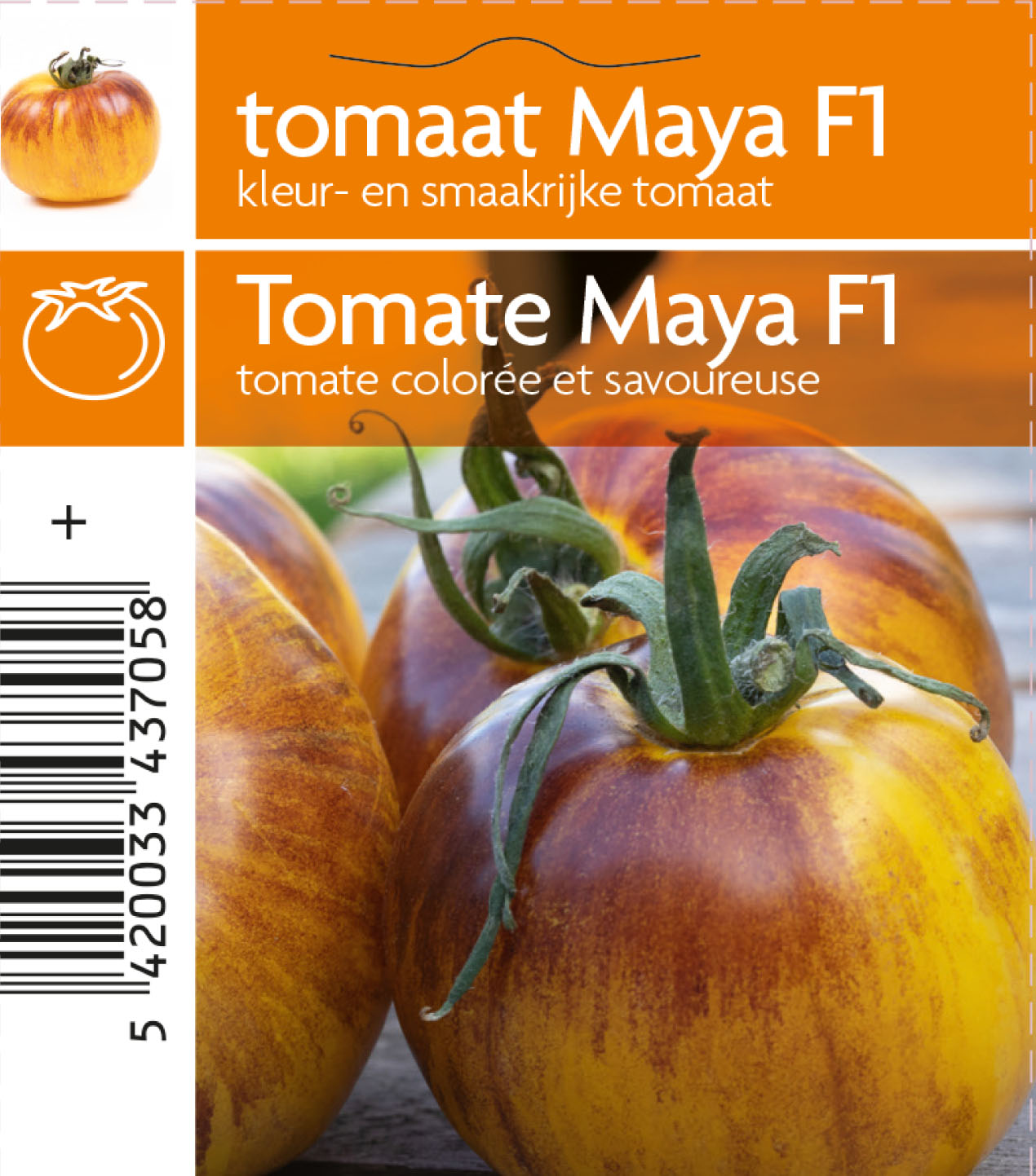 Tomate Maya F1 (tray 12 pot)