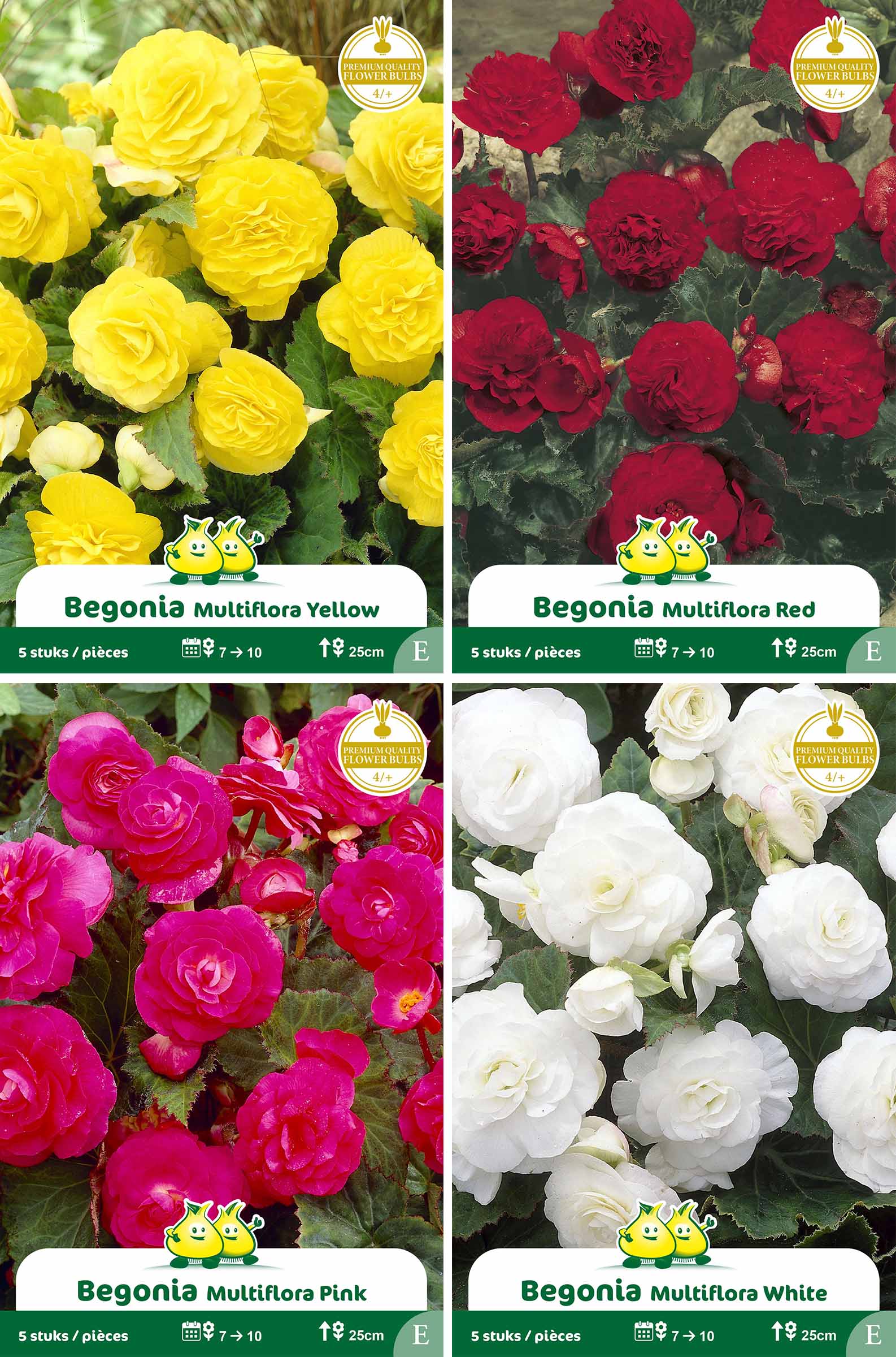 assortiment zakjes Begonia