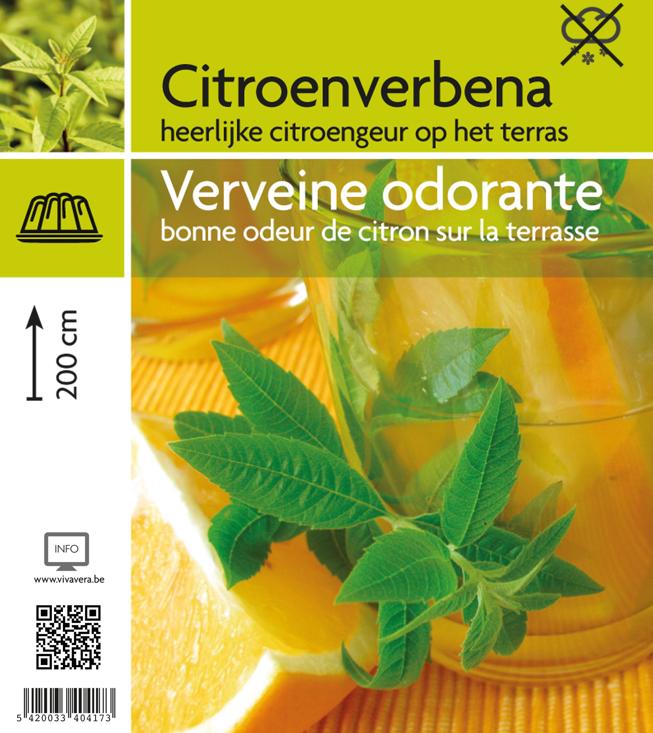 Citroenverbena (tray 15 pot)