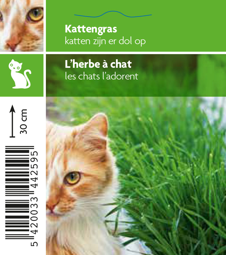 L'herbe au chats (tray 15 pot)