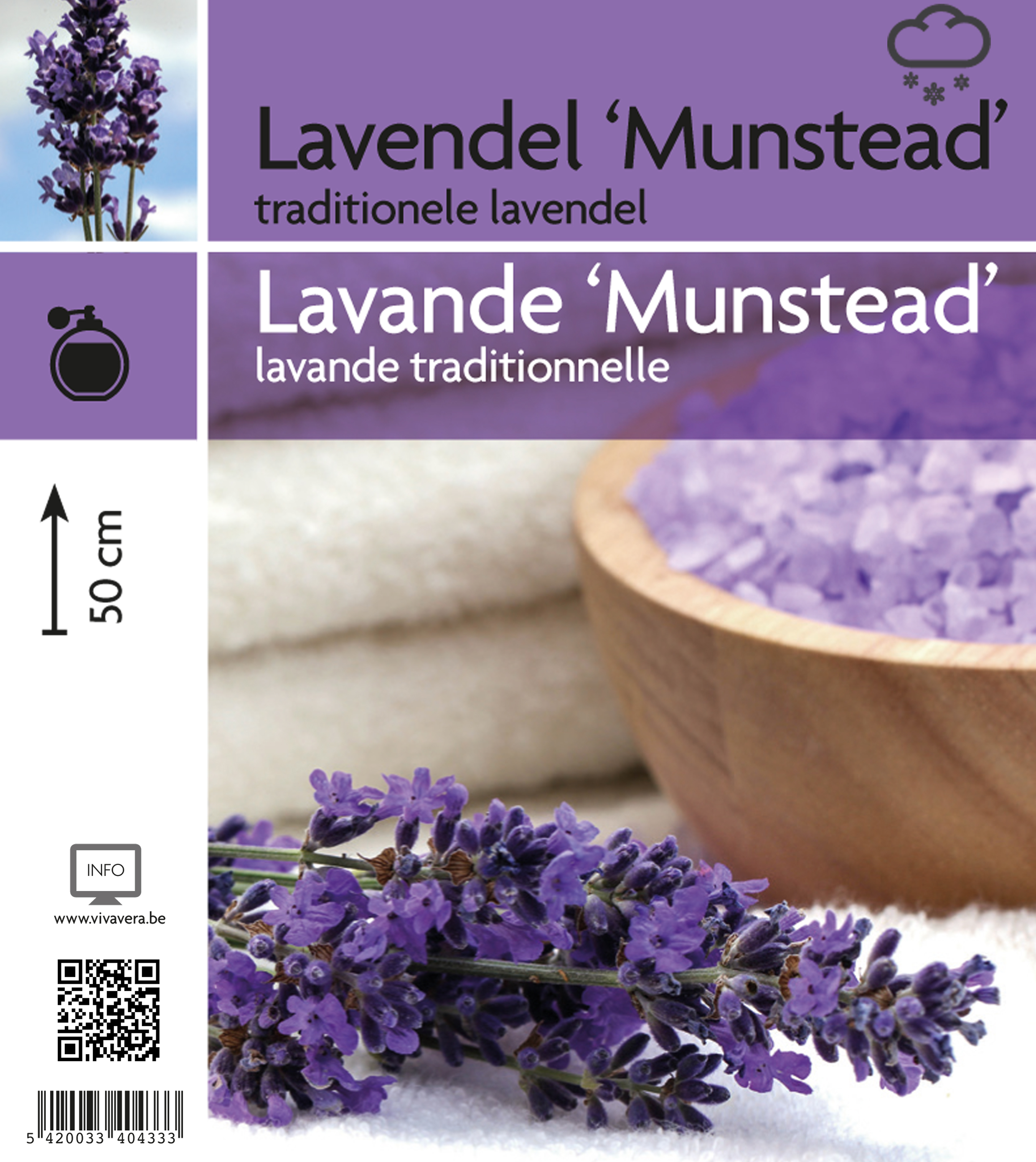 Lavandula ang. 'Munstead' (tray 15 pot)