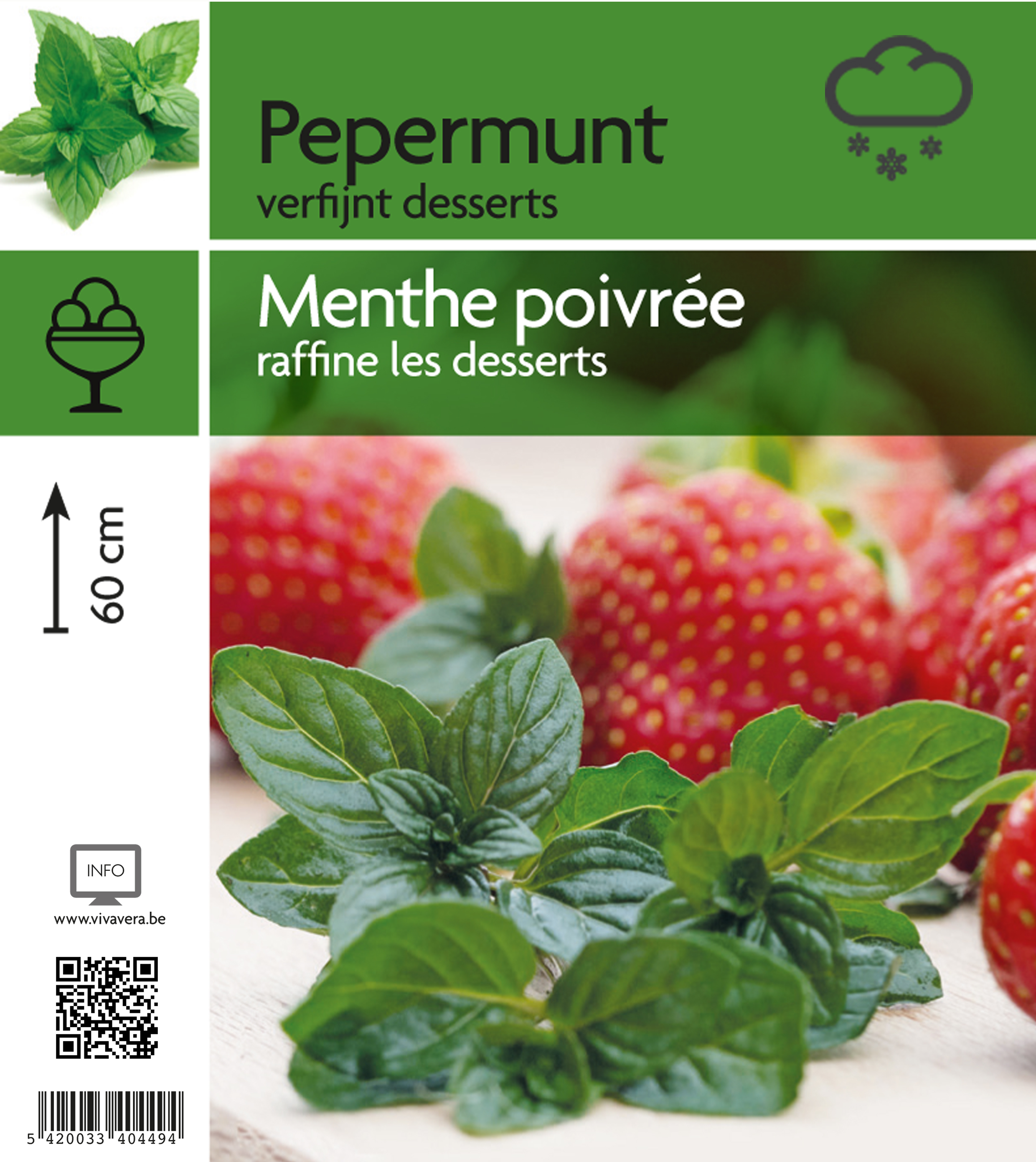 Menthe poivrée (tray 15 pot)