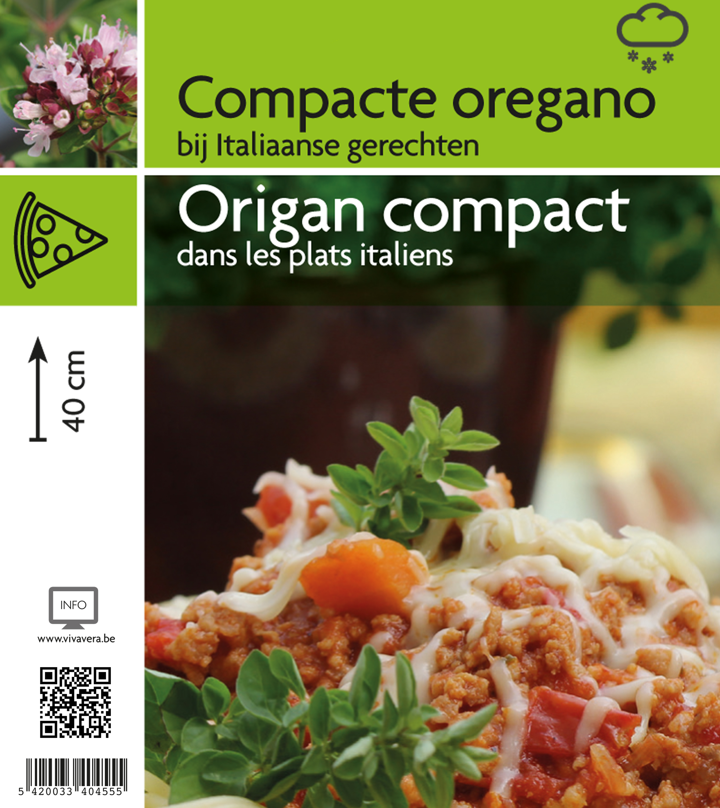 Oregano compacte (tray 15 pot)