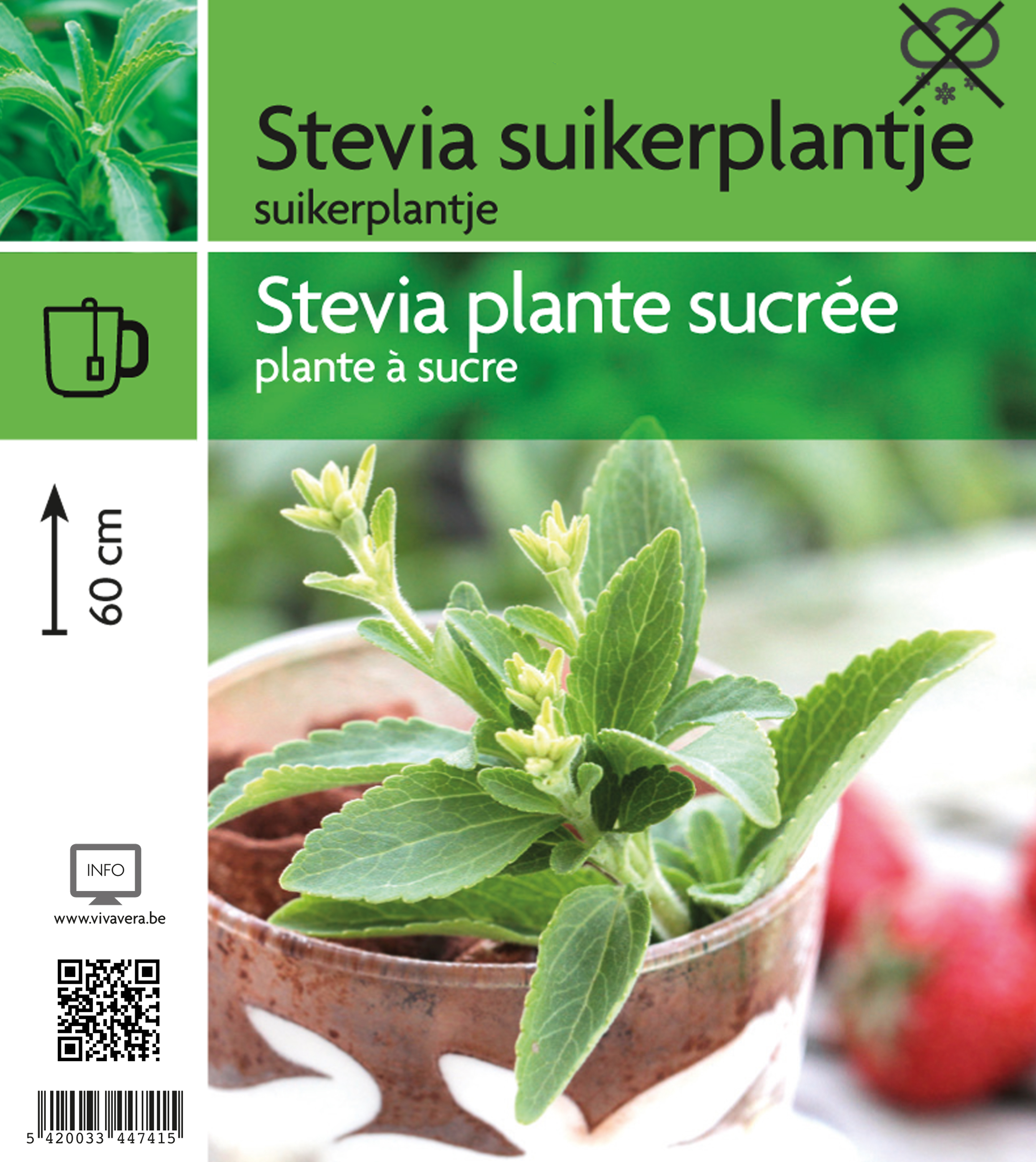 Stevia plante sucrèe (tray 15 pot)