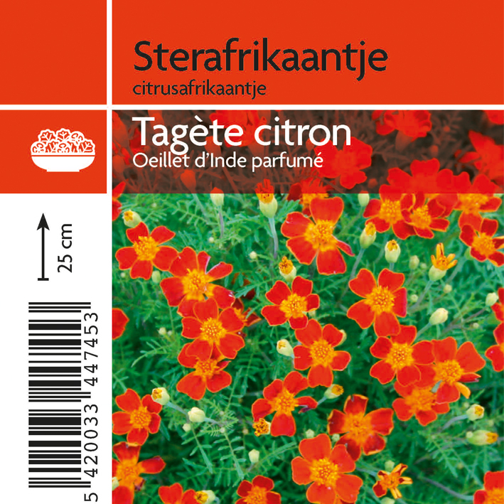 Sterafrikaantje (tray 15 pot)