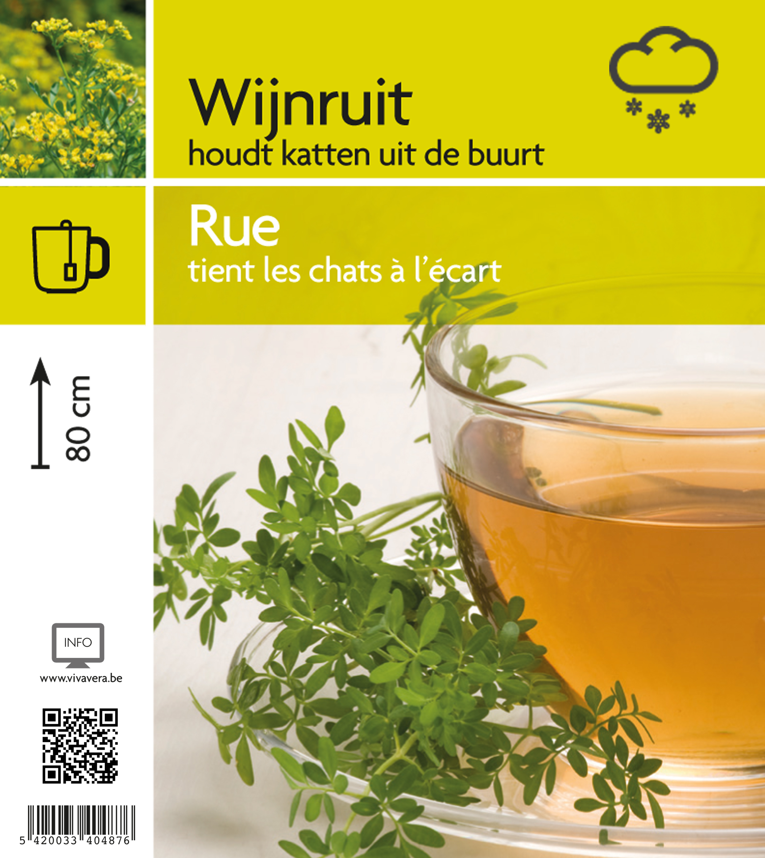 Wijnruit (tray 15 pot)