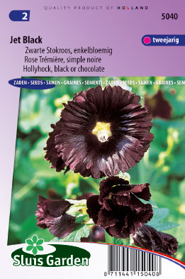 Alcea rosea var. Nigra Jet Black