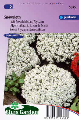 Lobularia maritima  Snowcloth