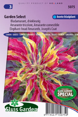 Amaranthus gangeticus Garden Select