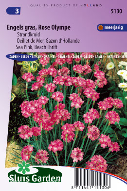 Armeria maritima splendens Rose