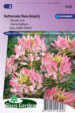 Cleome spinosa Rose Beauty