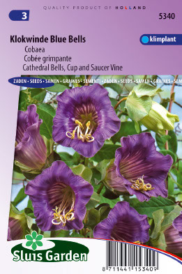 Cobaea scandens Blue Bells