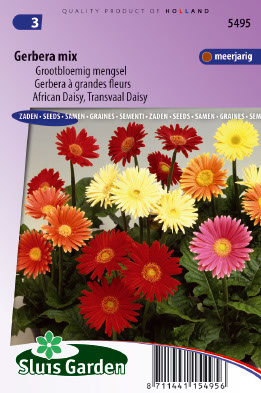 Gerbera Jamesonii - Grootbloemig Gemengd