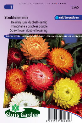 Helichrysum bracteatum monstrosum choice mixed