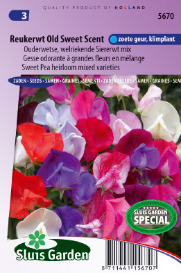 Lathyrus Od. Old Sweet Scent Old Sweet Scent