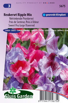 Lathyrus odoratus multiflorus Ripple mix