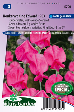 Lathyrus odoratus grandiflorus King Edward th