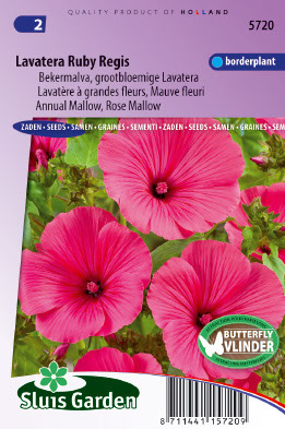 Lavatera trimestris Ruby Regis