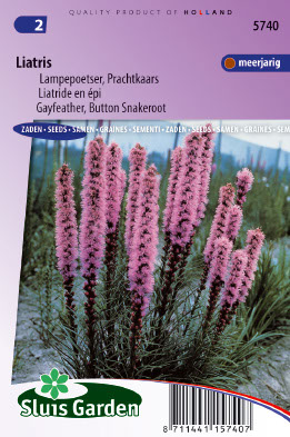 Liatris spicata Purperviolet