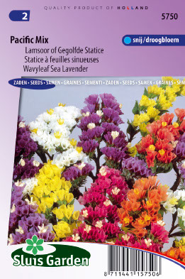 Limonium Pacific Mix