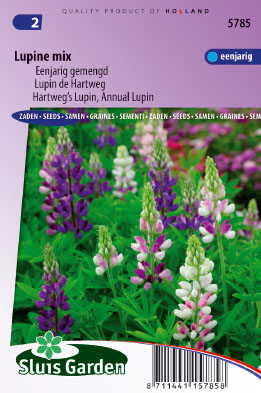 Lupinus hartwegii Choice mix