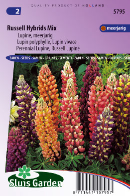 Lupinus polyphyllus Russell Hybrids mix