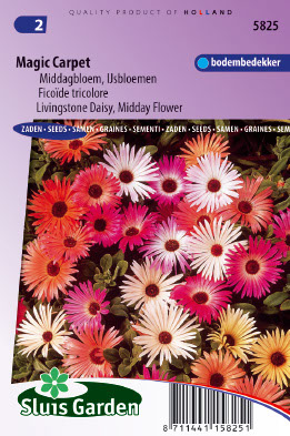 Dorotheanthus bellidiformis Magic Carpet mix