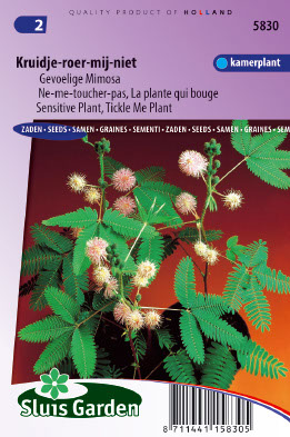 Mimosa pudica Kruidje roer me niet