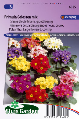 Primula Colossea mix