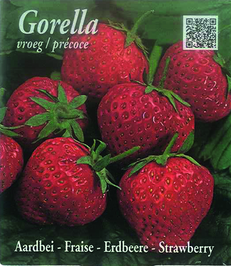 Gorella (tray 15 pot 10,5)