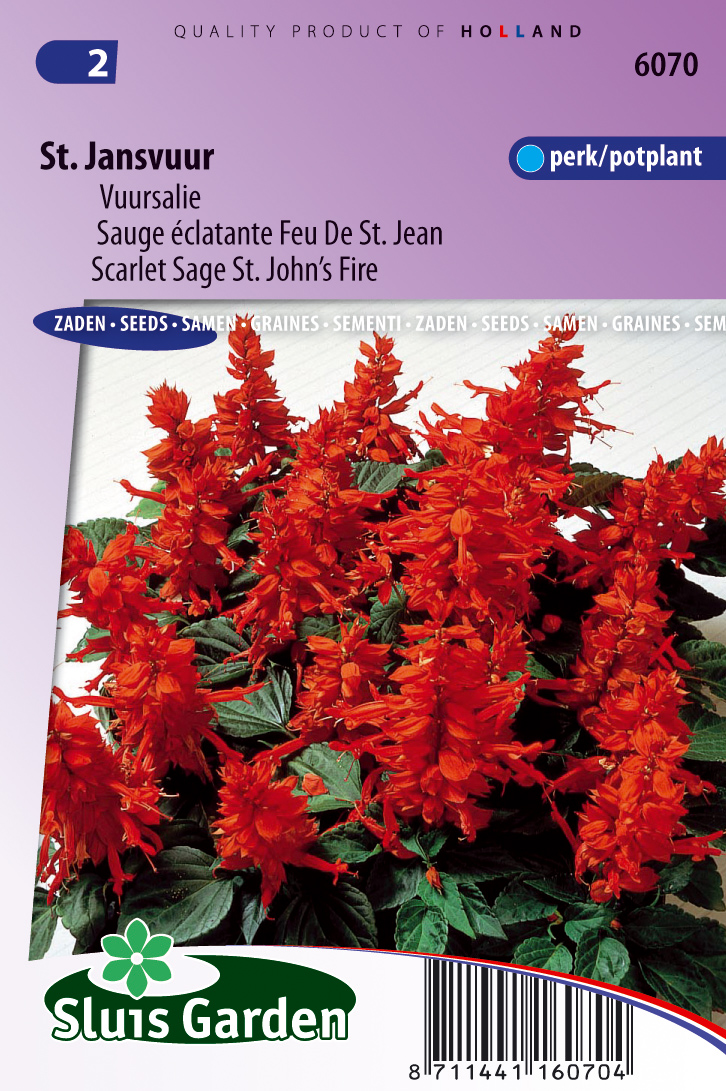 Salvia splendens St. Johns Fire