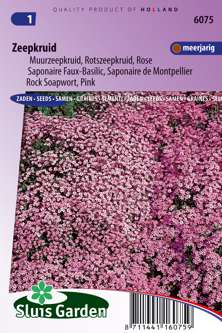 Saponaria ocymoides Rose-Pink