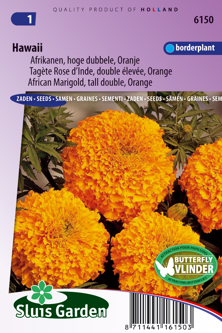 Tagetes erecta Hawai